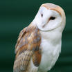 Owls